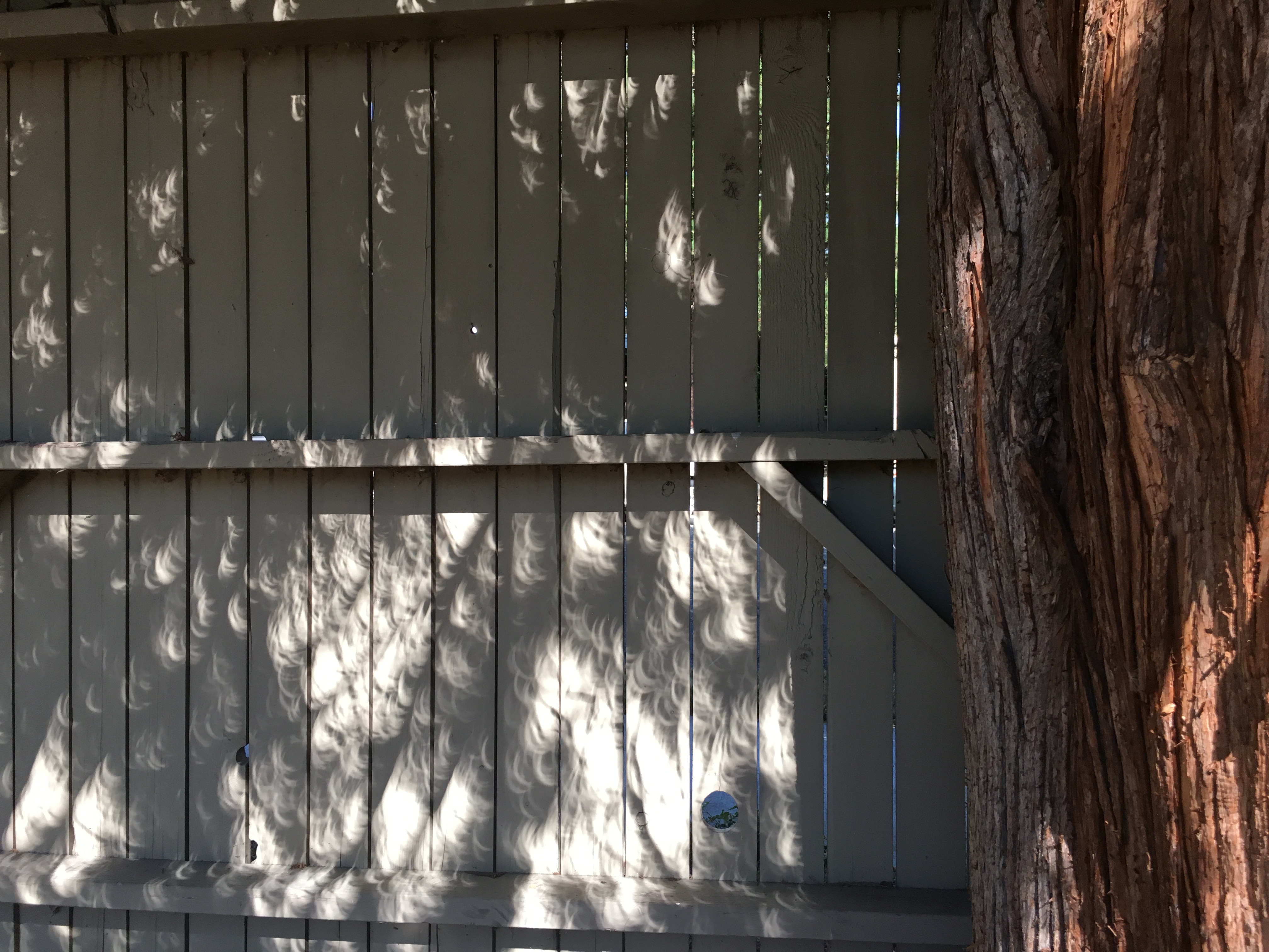 A picture of the image a tree's shadow made during the eclipse: many tiny images of the eclipsed sun.